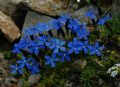 Gentiana bavarica